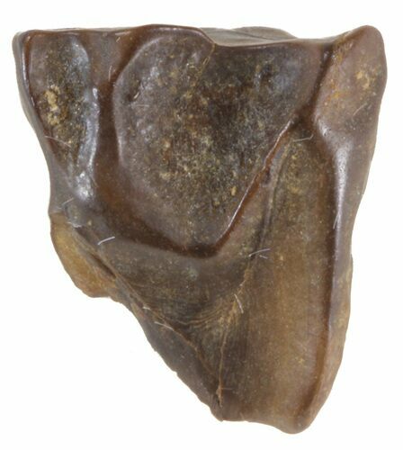 Triceratops Shed Tooth - Montana #41237
